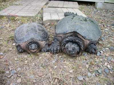 wisconsin snapping turttles