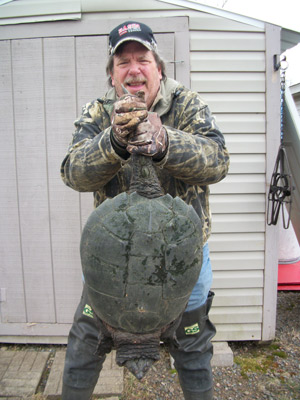 40lb snapping turtle