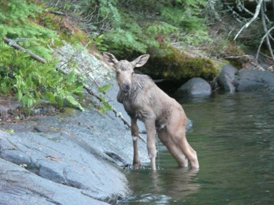 Canadian Moose