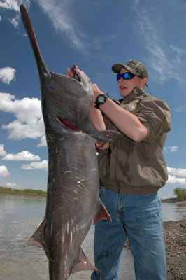 Paddlefishing North Dakota