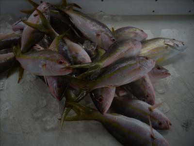 Yellowtail Snapper Key West