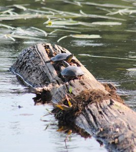 turtles on Rice Creek