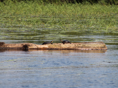 pair of turtles on Rice Creek