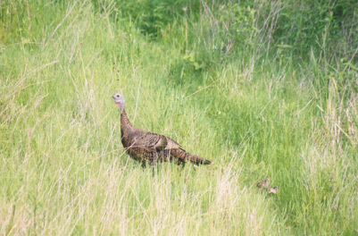 Hen TurkeyWaukesha County