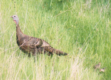 Hen TurkeyWaukesha County