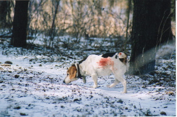 beagle rabbit hunting Wisconsin