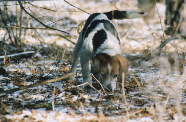 Rabbit Huniting Wisconsin