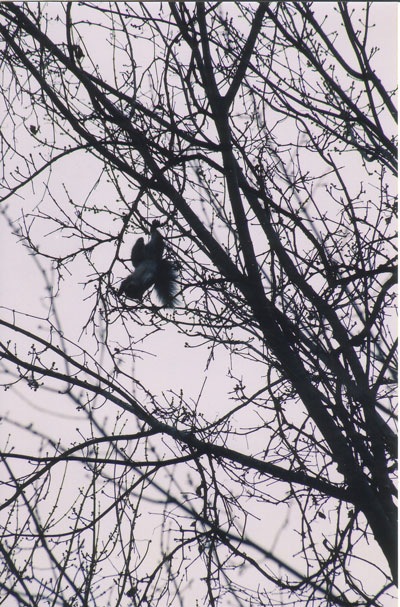 Squirrel Hunting Terry Mihlbauer Wisconsin