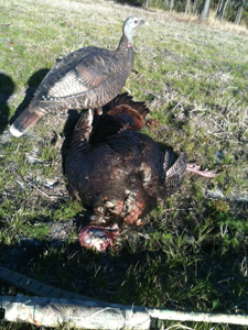 turkey hunt