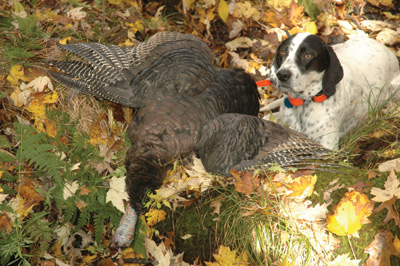 Turkey Hunt Ohio