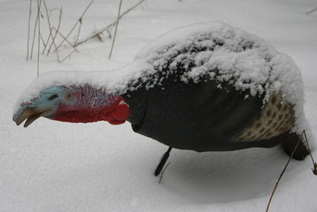 turkey decoy