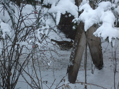 Winter Grouse