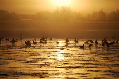 geese at sunrise