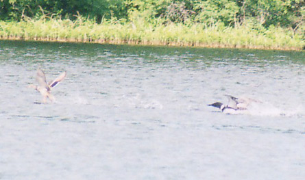 Wisconsin loon attack