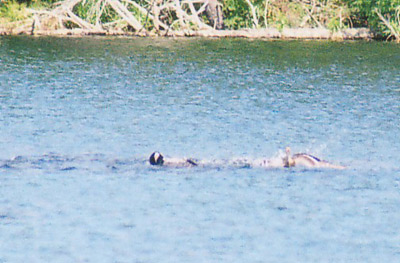 Wisconsin loon attack