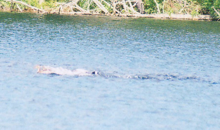 Wisconsin loon attack