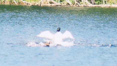 Wisconsin loon attack