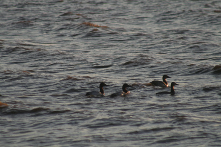 duck hunting Winnebago WI