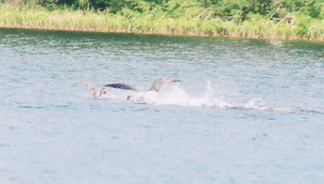 Wisconsin loon attack