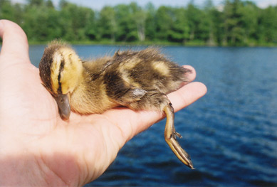 Wisconsin loon attack