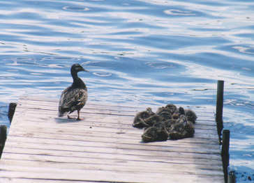 Wisconsin loons