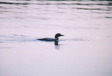 Wisconsin loons