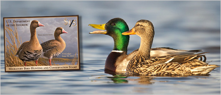 duck stamp