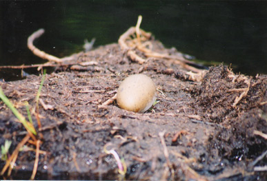 Wisconsin loons