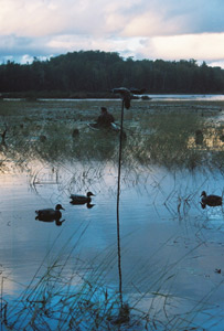 Wisconsin Duck Hunt