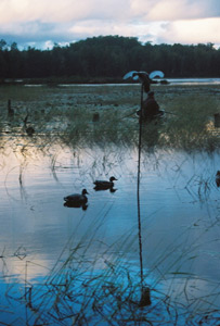 Wisconsin Duck Hunt