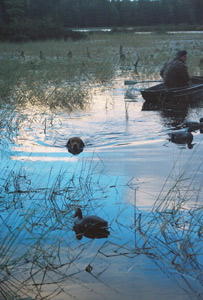 Duck hunting Wisconsin