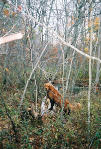 Duck hunting Wisconsin