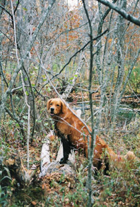 Duck hunting Wisconsin