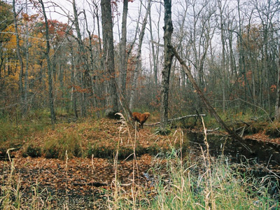 Duck hunting Wisconsin