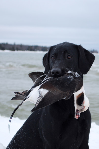 duck hunting wisconsin