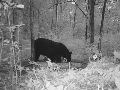 Wisconsin bear baiting station