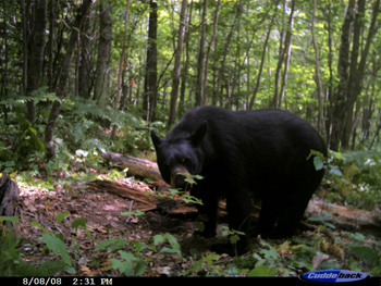 Bear Hunting Wisconsin