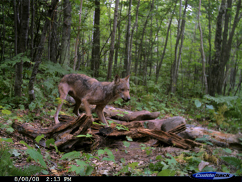 Wisconsin Bear Hunting