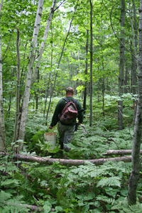 bear hunting Wisconsin