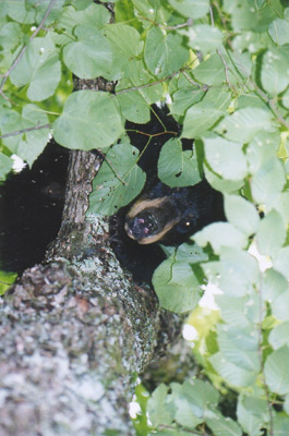 Wisconsin Bear Hunting