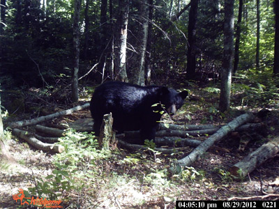 bear hunting Wisconsin