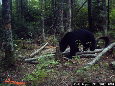 bear hunting Wisconsin