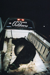 Black Bear Hunting Bayfield County Wisconsin