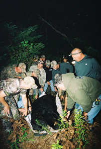 Black Bear Hunting Bayfield County Wisconsin