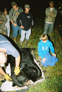 Black Bear Hunting Bayfield County Wisconsin