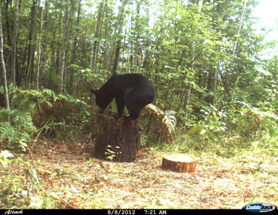 bear baiting Wisconsin