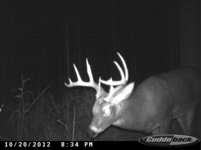 Great view of 8 point buck.