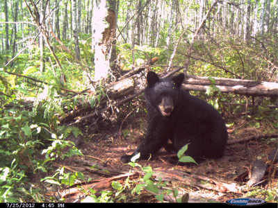 Wisconsin bear baiting