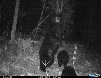 wisconsin bear baiting