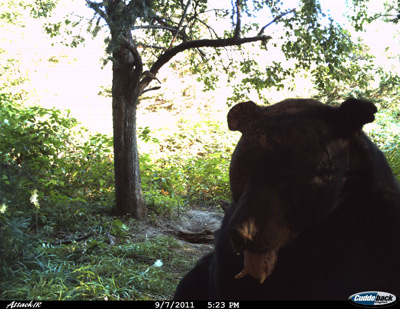 bear baiting Wisconsin